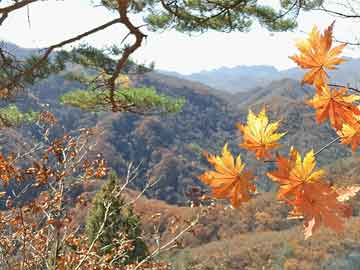 打胎药购买方式打胎药能放水里吗（打胎药放在水里煮后还有药效吗）